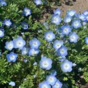 ヒメ日記 2025/11/26 18:04 投稿 ななみ 一宮稲沢小牧ちゃんこ