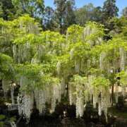 ヒメ日記 2025/06/12 07:12 投稿 杏野 紫 大阪貴楼館