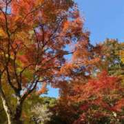 ヒメ日記 2025/11/29 11:32 投稿 杏野 紫 大阪貴楼館