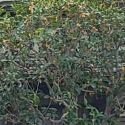 ヒメ日記 2025/10/11 23:37 投稿 さつき 人妻小旅行