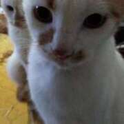 安藤【あんどう】 復活します💑 丸妻 西船橋店