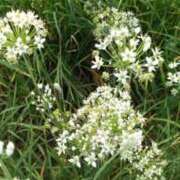 ヒメ日記 2025/12/30 12:21 投稿 安藤【あんどう】 丸妻 西船橋店