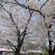 ヒメ日記 2025/04/11 17:27 投稿 市原 ゆめ アロマージュ大宮