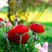 ヒメ日記 2025/04/25 12:18 投稿 あかね もしも素敵な妻が指輪をはずしたら・・・カーラ