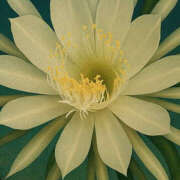 ヒメ日記 2025/12/05 21:43 投稿 あかね もしも素敵な妻が指輪をはずしたら・・・カーラ