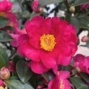 ヒメ日記 2025/01/03 23:22 投稿 つばき ごほうびSPA上野店