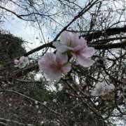 ヒメ日記 2025/02/27 07:52 投稿 あるま 鶯谷デリヘル倶楽部