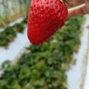 ヒメ日記 2025/04/13 13:40 投稿 悠月澄夏(ゆうづきすみか) 五十路マダムエクスプレス厚木店(カサブランカグループ)