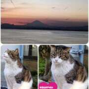 ヒメ日記 2026/03/14 23:32 投稿 悠月澄夏(ゆうづきすみか) 五十路マダムエクスプレス厚木店(カサブランカグループ)