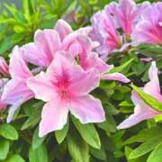 ヒメ日記 2025/04/19 06:14 投稿 みつき 池袋マリン別館