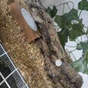 ヒメ日記 2025/07/06 21:19 投稿 夏目　かおる 快楽園 大阪梅田