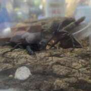 ヒメ日記 2025/07/26 12:39 投稿 夏目　かおる 快楽園 大阪梅田