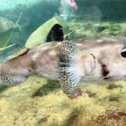 ヒメ日記 2025/10/08 01:08 投稿 まきは 4/30体験入店!!! Office Love　町田店（Loveグループ）