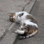 ヒメ日記 2025/04/16 11:06 投稿 小野寺　看護師 うちの看護師にできることと言ったら・・・in渋谷KANGO