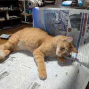 ヒメ日記 2025/09/12 11:19 投稿 小野寺　看護師 うちの看護師にできることと言ったら・・・in渋谷KANGO