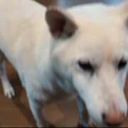 ヒメ日記 2025/11/05 11:38 投稿 小野寺　看護師 うちの看護師にできることと言ったら・・・in渋谷KANGO