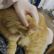 ヒメ日記 2025/11/16 13:04 投稿 小野寺 看護師 うちの看護師にできることと言ったら・・・in渋谷KANGO