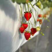 ヒメ日記 2025/02/27 14:50 投稿 あんず アラモード