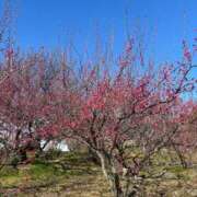 ヒメ日記 2025/02/28 07:30 投稿 あんず アラモード