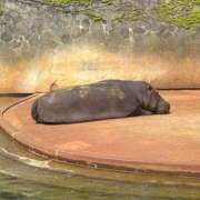 ヒメ日記 2025/04/09 09:25 投稿 あんず アラモード