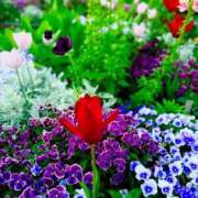 ヒメ日記 2025/04/20 19:03 投稿 あんず アラモード