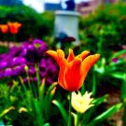 ヒメ日記 2025/04/21 09:06 投稿 あんず アラモード