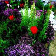 ヒメ日記 2025/04/22 16:53 投稿 あんず アラモード