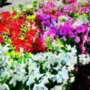 ヒメ日記 2025/04/24 16:45 投稿 あんず アラモード