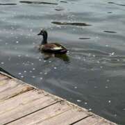 ヒメ日記 2025/05/12 13:39 投稿 あんず アラモード