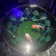 ヒメ日記 2025/09/18 16:01 投稿 あんず アラモード