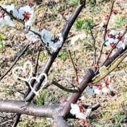 ヒメ日記 2025/03/13 08:56 投稿 ななえ 佐久上田人妻隊