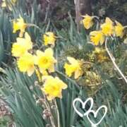 ヒメ日記 2025/04/11 09:43 投稿 ななえ 佐久上田人妻隊