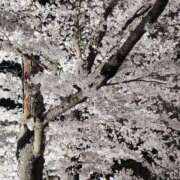 ヒメ日記 2025/04/13 07:44 投稿 ななえ 佐久上田人妻隊