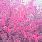 ヒメ日記 2025/04/27 18:38 投稿 ななえ 佐久上田人妻隊