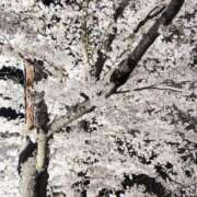 ヒメ日記 2025/04/28 08:38 投稿 ななえ 佐久上田人妻隊