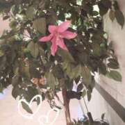 ヒメ日記 2025/05/30 17:10 投稿 ななえ 佐久上田人妻隊