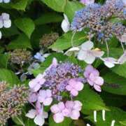 ヒメ日記 2025/06/12 13:44 投稿 ななえ 佐久上田人妻隊