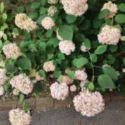 ヒメ日記 2025/07/14 18:58 投稿 ななえ 佐久上田人妻隊