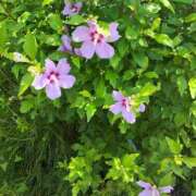 ヒメ日記 2025/08/29 23:45 投稿 ななえ 佐久上田人妻隊