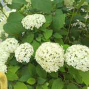 ヒメ日記 2025/09/03 08:30 投稿 ななえ 佐久上田人妻隊