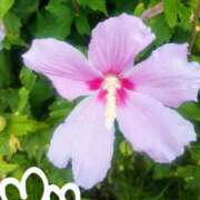 ヒメ日記 2025/09/09 08:50 投稿 ななえ 佐久上田人妻隊