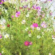 ヒメ日記 2025/09/10 10:47 投稿 ななえ 佐久上田人妻隊