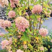 ヒメ日記 2025/10/15 13:18 投稿 ななえ 佐久上田人妻隊