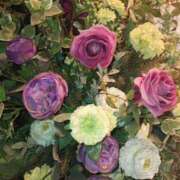 ヒメ日記 2025/10/17 17:55 投稿 ななえ 佐久上田人妻隊