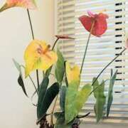 ヒメ日記 2026/03/03 22:57 投稿 ななえ 佐久上田人妻隊