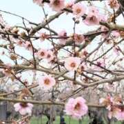 ヒメ日記 2026/03/25 18:32 投稿 ななえ 佐久上田人妻隊