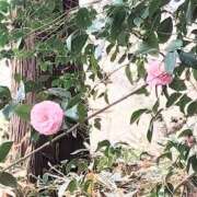 ヒメ日記 2026/03/26 15:27 投稿 ななえ 佐久上田人妻隊