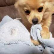 ヒメ日記 2024/12/24 21:46 投稿 新人・静香(しずか) グランドオペラ福岡