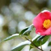 ヒメ日記 2025/01/08 20:21 投稿 新人・静香(しずか) グランドオペラ福岡