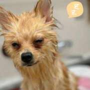 ヒメ日記 2025/05/11 01:41 投稿 新人・静香(しずか) グランドオペラ福岡